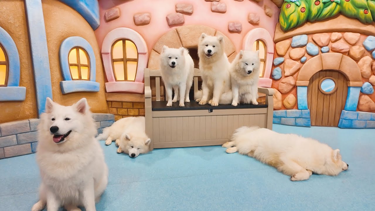 【もふもふ天国☁️】サモエドとチェキが撮れる癒しのカフェが最高過ぎた🐩！！！『超！サモエド』