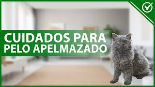 ¿Cómo tratar y cuidar el PELO APELMAZADO en GATOS?  Cepillos recomendados