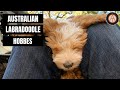 AUSTRALIAN LABRADOODLE: HOBBES