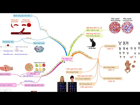 Video Sơ đồ tư duy môn sinh học - youtube