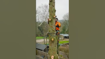 Negative rigging the stem. Can’t destroy the ground. #arborist #rigging #stihl #treework