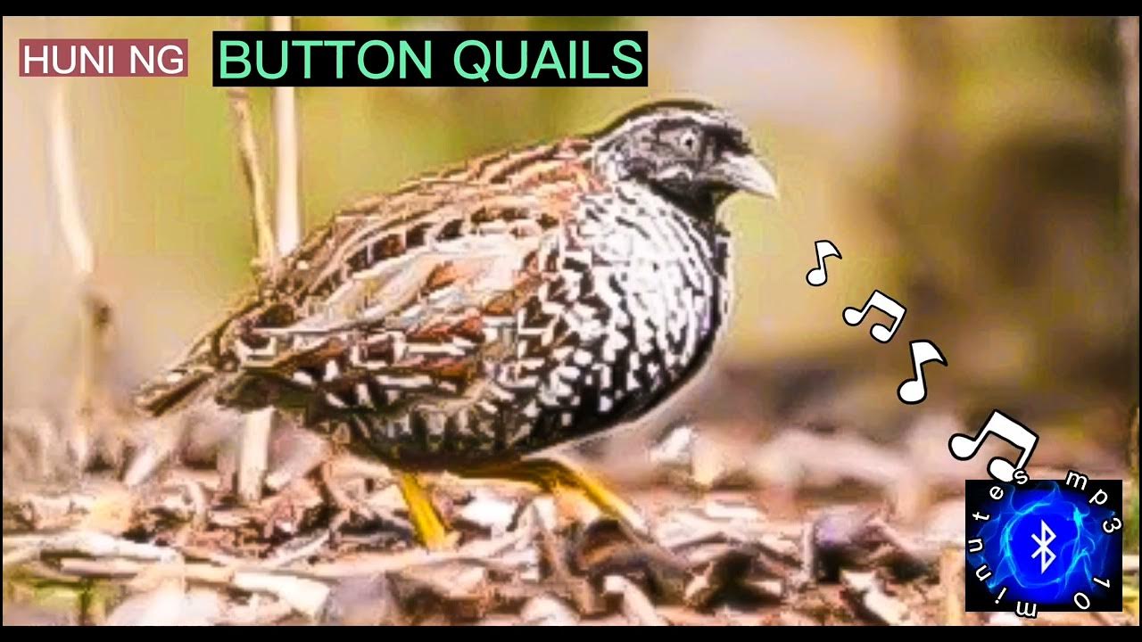 BUTTON QUAILS SOUND CALLS #philippinebirds #huntsman_ph - YouTube