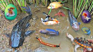 Menangkap ikan lele besar, ikan hias, ikan koin, kura kura sulcata disungai 81