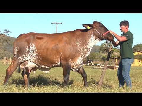 LOTE 10   LEILÃO JCRF   6666