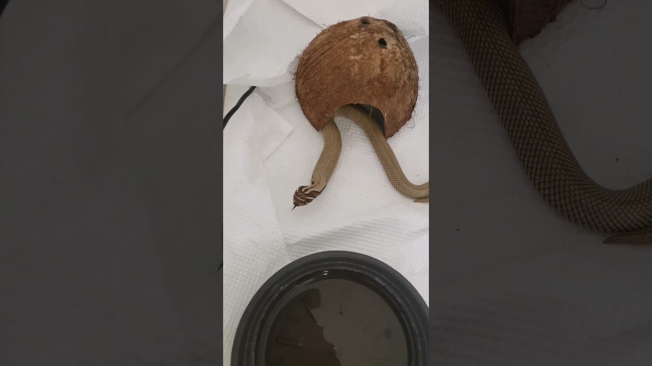 Heterodon nasicus - krmení