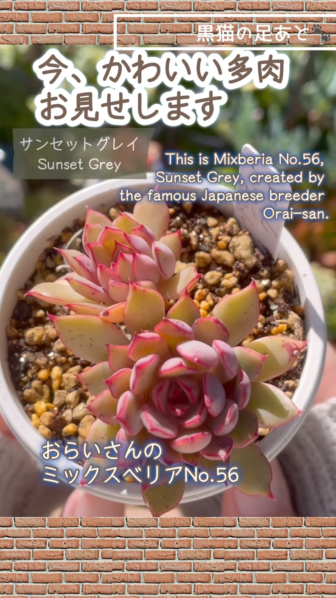 サンセットグレイ#おらいさん苗 #多肉植物 #succulent #shorts