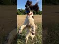 Springer Spaniel Catches Ball in Slow Motion - 1355260-7