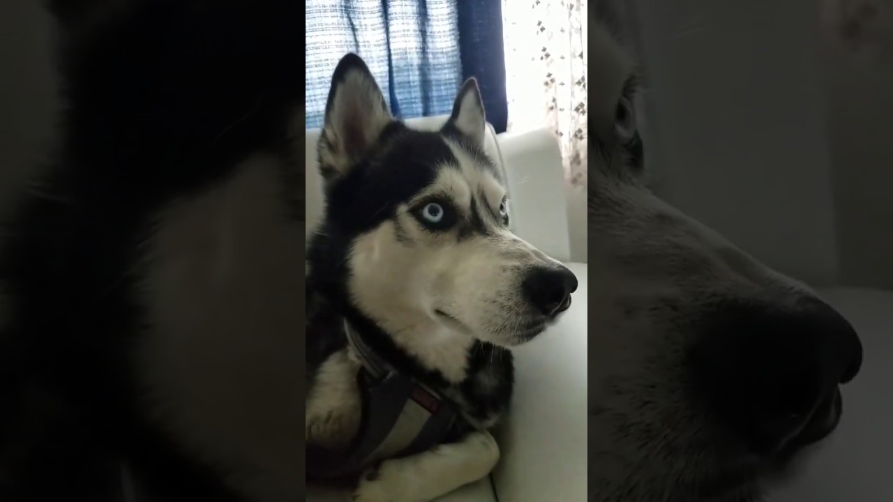 Husky Sneeze *dab* deflect all bacteria