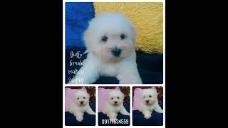 Maltese Puppy @dogfinderphmalteseteacupto3861 24k 09171534559