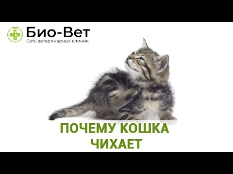 Видео: Кошки чихают: почему кошки чихают и что делать
