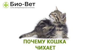 Почему Кошка Чихает? // Топ-7 Причин Чихания Кошки // Сеть Ветклиник БИО-ВЕТ