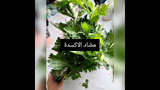 فوائد الكرفس و اهم الوصفات المتخلصة منه