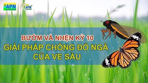 APN - BƯỚM VÀ NHỆN KỲ 10 - GIẢI PHÁP CHỐNG ĐỔ NGÃ CỦA VE SẦU #anphatnong #chongdonga