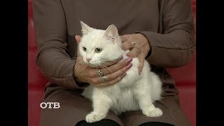 Знакомство с питомцами: кошка Юки ищет хозяев Знакомство с питомцами: кошка Юки ищет хозяев