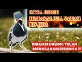 PANCINGAN JALAK SUREN GACOR FULL ISIAN