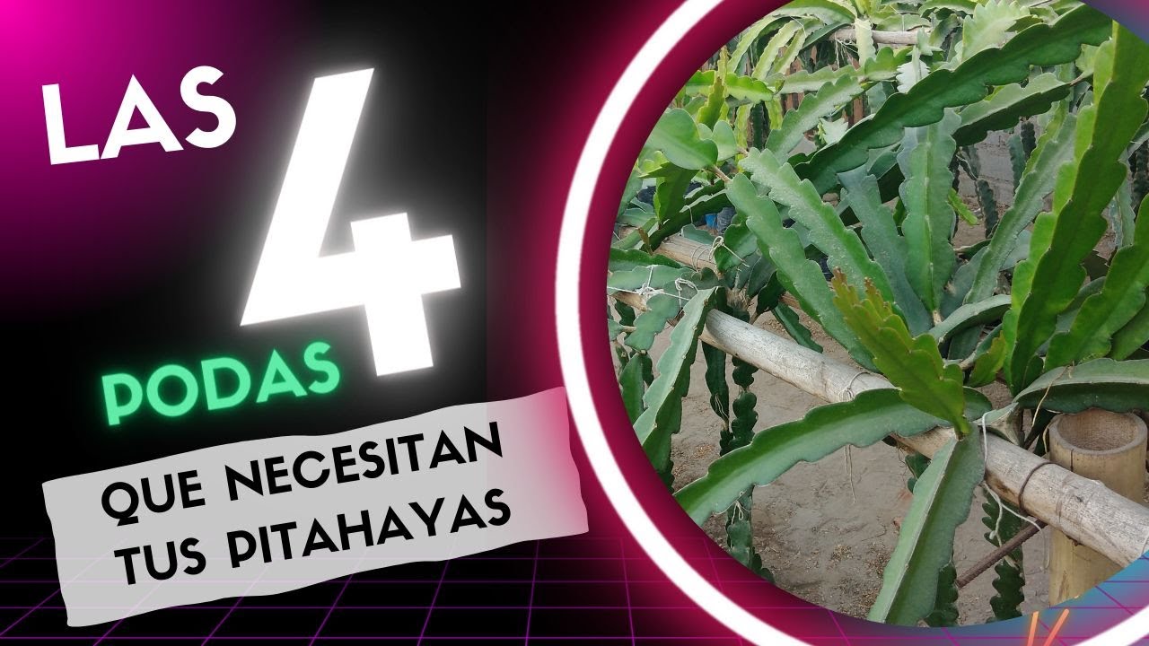 🧐🧐En que momento se realizan las diferentes ✂️ PODAS EN LAS PITAHAYAS (DRAGONFRUIT).🐉
