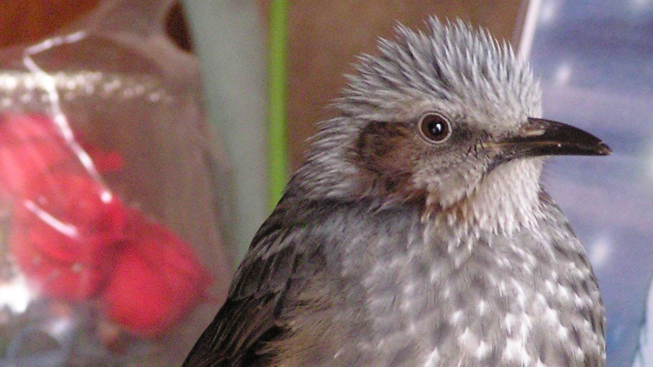 かわいい鳥たち ヒヨドリのヒー 03 鳥だってスネルんです Cute Birds Sulk Bird Youtube