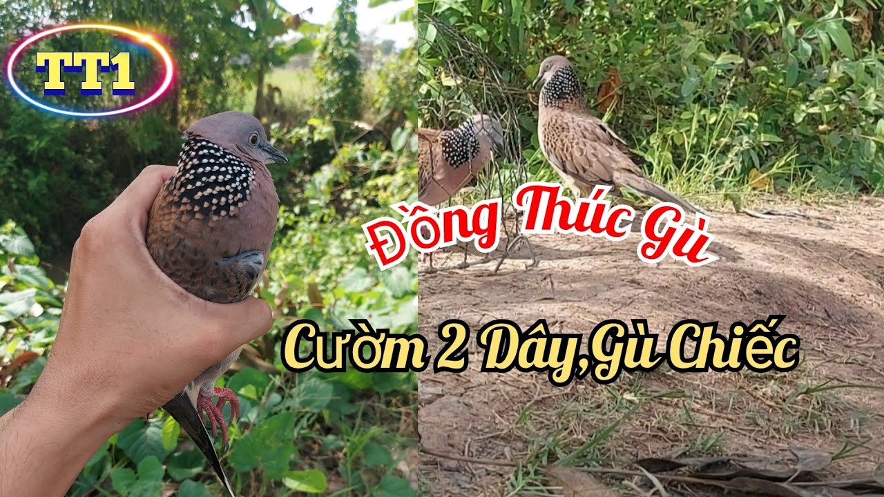 🔴Clip 36: Đồng Thúc Gù,Cườm 2 Dây,Gù Chiếc II Cu Gáy Long Phú