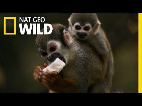 Video: Squirrel monkey: life and habitat of an amazing primate