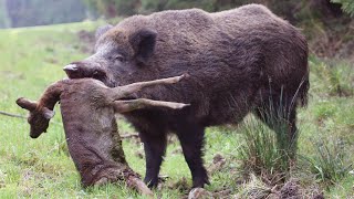 Wild boar  armored tractor! He hunts hares and eats deer!