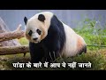 पांडा के बारे में आप ये बिल्कुल भी नहीं जानते | Giant panda | Facts, Habitat, Population, & Diet