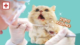 I went to a 'Cat dentist' with my cat.