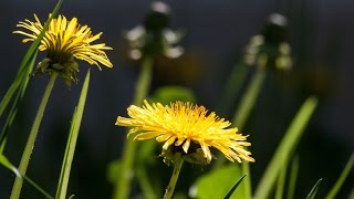 Harvesting and Drying Dandelion Roots