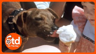 1976 Britains Historic Heatwave