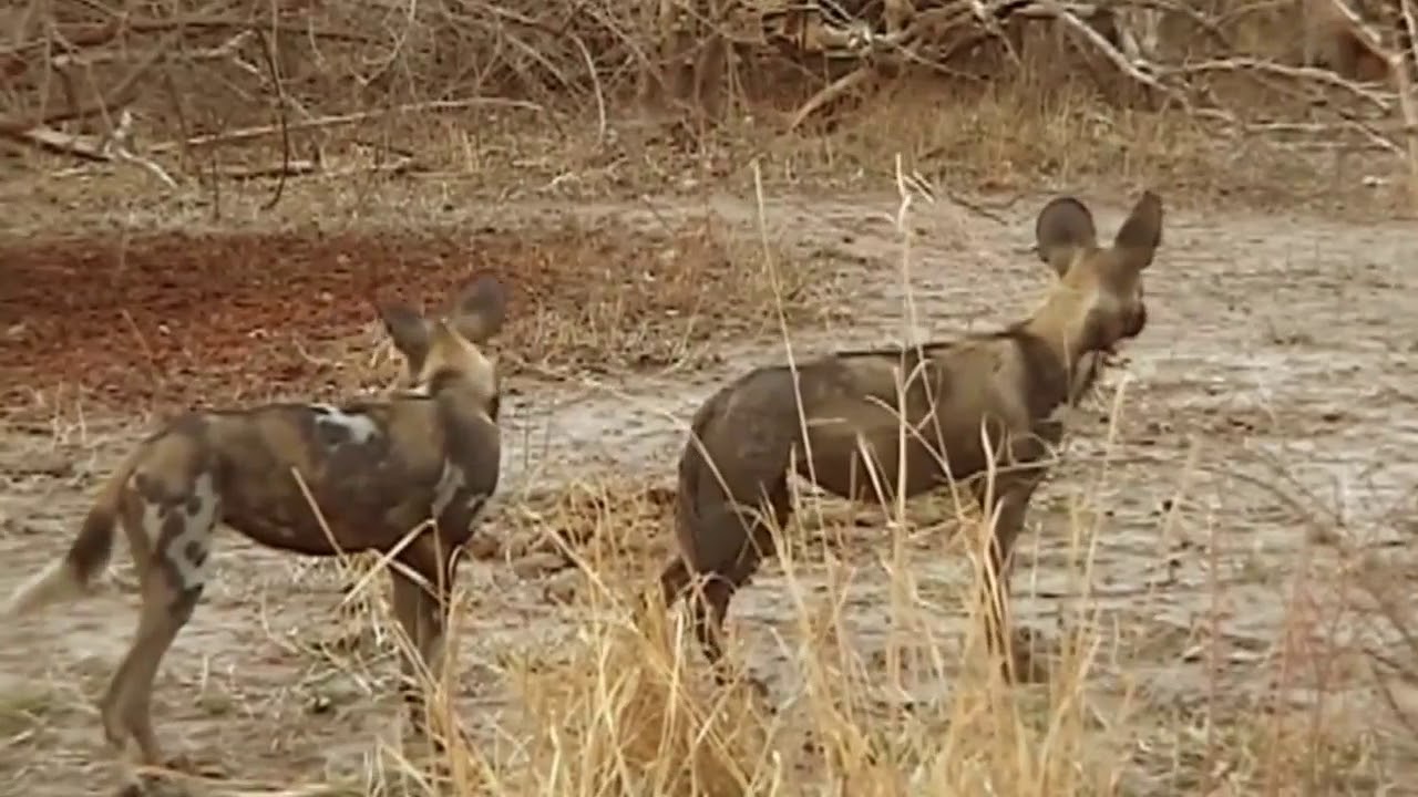 wild dogs vs hyenas wild dogs vs hyenas