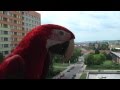 Greenwing macaw Daddy flying to the balcony. Ara zelenokřídlý Daddy létá na balkón.