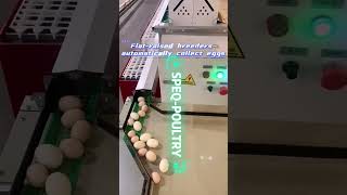 Eggs Collectingpoultryequipment freerangechickens poultry factory chicken
