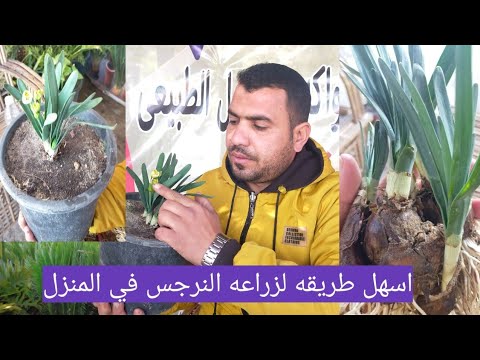 فيديو: زرع نباتات النرجس البري - كيفية تقسيم وزرع أزهار النرجس البري