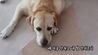 The reason why retriever embarrassed about her hooman brother