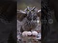 The Owl Who Stood Guard Over Two Freezing Souls In The Night #owl #wildlife #nature