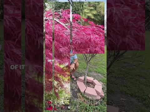 فيديو: Autumn Blaze Maple Tree Care: نصائح حول تزايد حريق الخريف القيقب