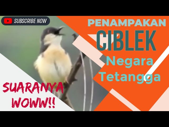 PENAMPAKAN Burung CIBLEK IMPORT Suaranya Bikin JURI Ngelirik BerKALI-KALI class=