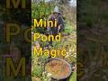 Mini Pond = Maximum Biodiversity #gardening #gardendelight  #permaculturedesign #lordoftherings