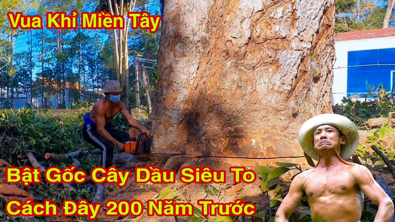 Vua Khỉ Cưa Cây Dầu 200 Năm Tuổi Lên Đến 400 Hoành Tại Trà Vinh Cao To Chót Vót