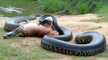 Anaconda vs Giant Lizard: Nature’s Hidden Power