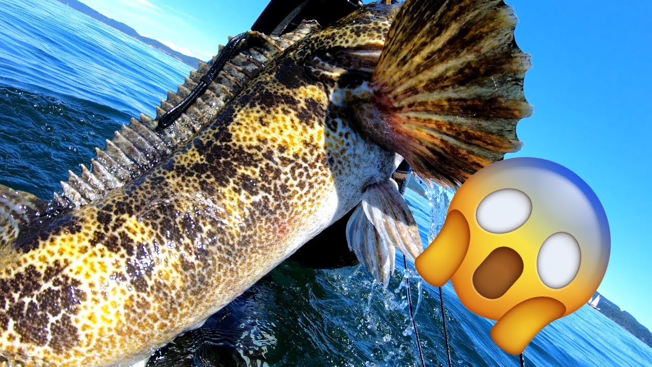 Spearfishing Canada MASSIVE Lingcod near Vancouver Island YouTube