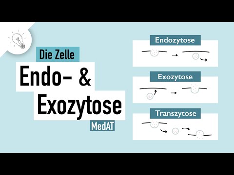 Video: Braucht die Exozytose Energie?