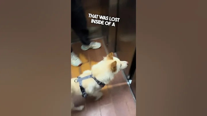 Helping a lost dog find his home ❤️