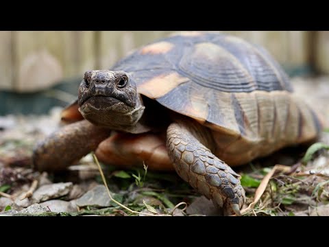 Video: Întrebări Frecvente Despre Turtle: Ce Fel De Broască țestoasă Am și Multe Altele