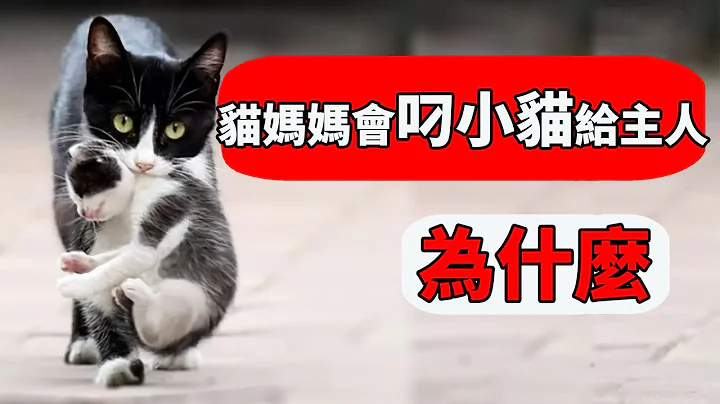 猫妈妈为什么会把小猫叼给主人？不是不想养了，这5个原因很多人都不清楚！【养猫迷思EP11】 - 天天要闻