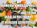 Лимоны и мандарины из косточки Уход от всходов до полугода