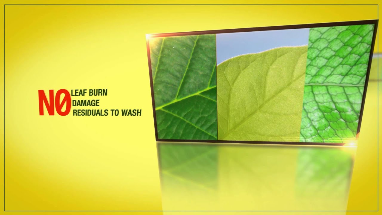 Optic Foliar TRANSPORT