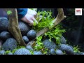 Juwel Aquarium Lido 120 Aquascaping Tutorial