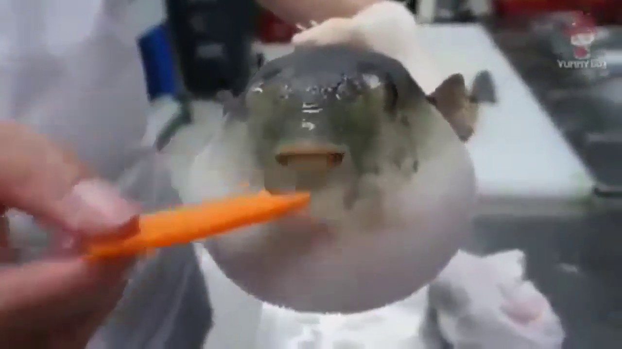 Puffer Fish Eating Carrot Original