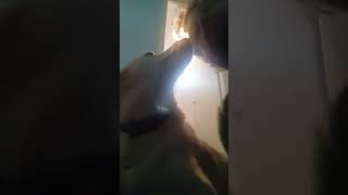 The continuing adventures of Fatman and Skinny Dog!