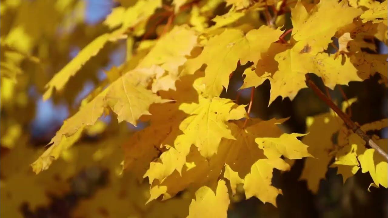 Валентина Олійник – МОЯ ОСЕНЕ ЛЮБА - YouTube